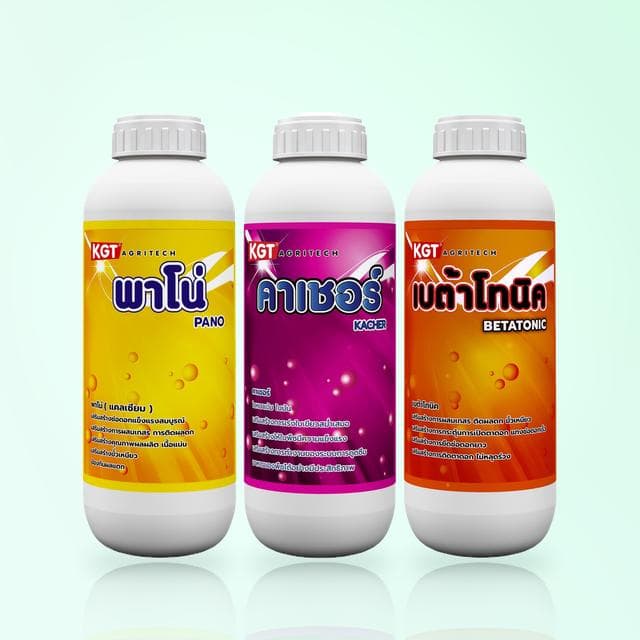 ชุดบำรุงหางแย้ — พาโน่ + คาเชอร์ + เบต้าโทนิค